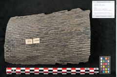 Foto (Objekt + Etikett) von Sigillaria elongata Brongniart (NHMW-GEO-2024-0188-11066)